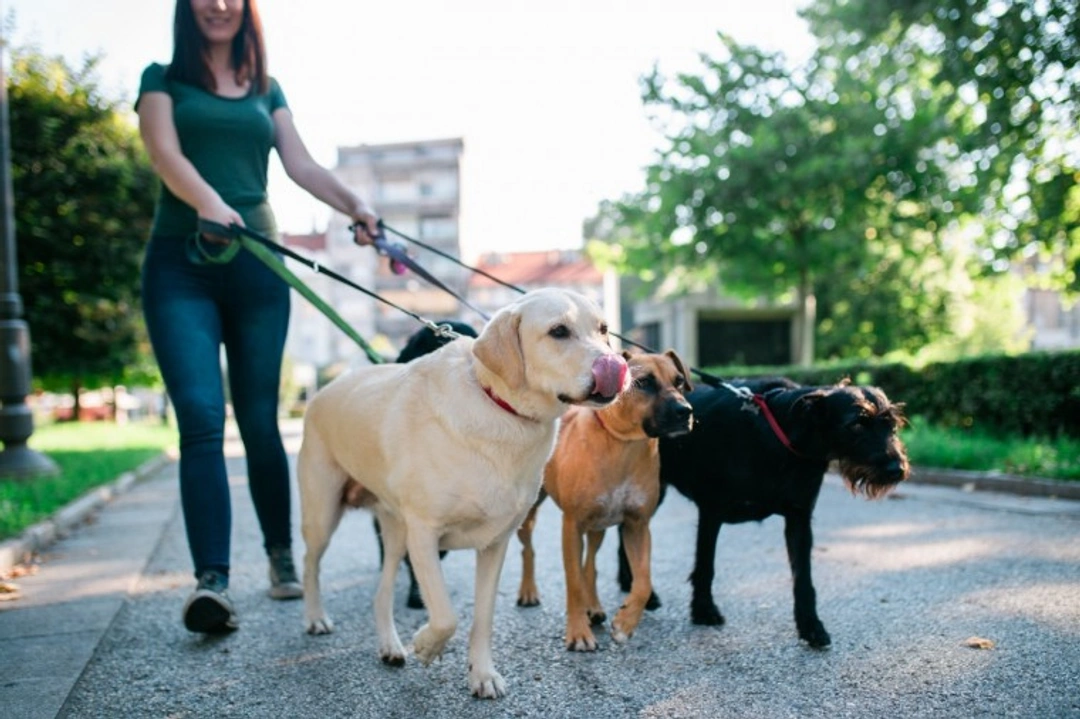 Socialise Your Dog Safely While Maintaining Social Distancing