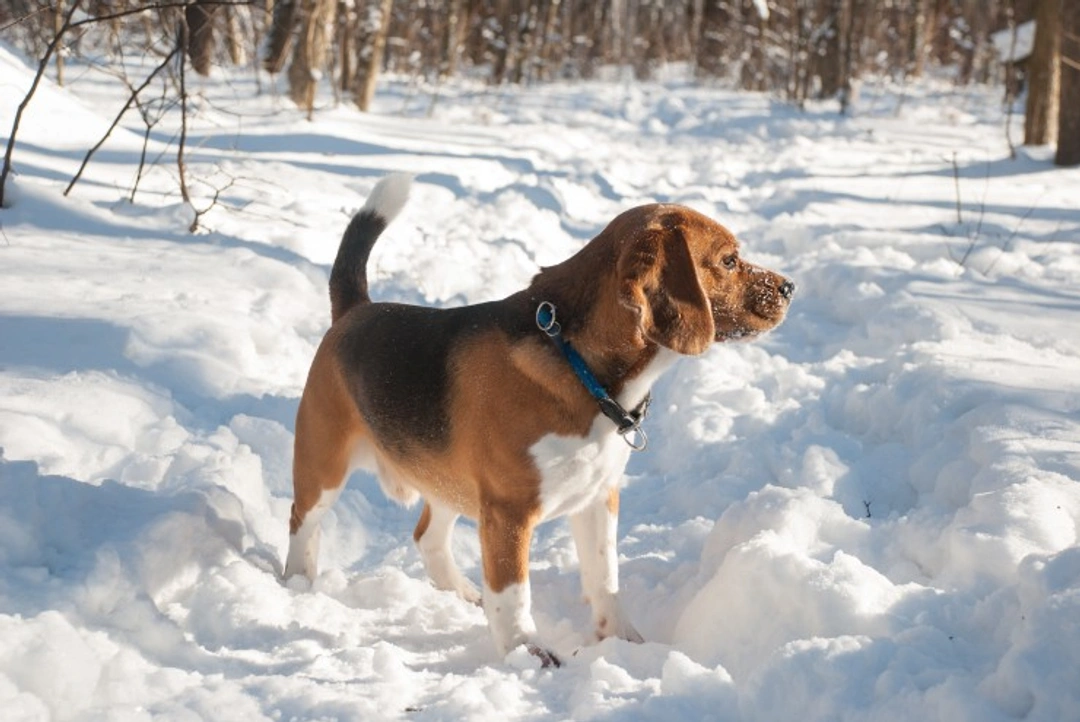 Frostbite in Dogs: Causes, Prevention & Early Signs