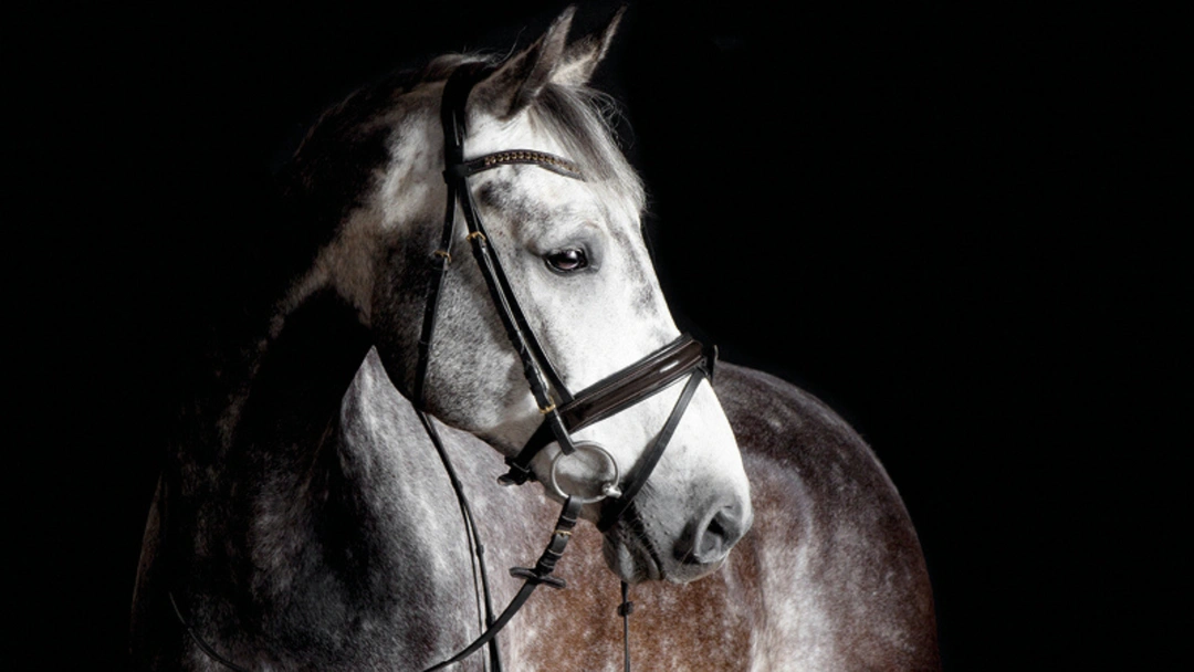 Får din häst lätt fång?