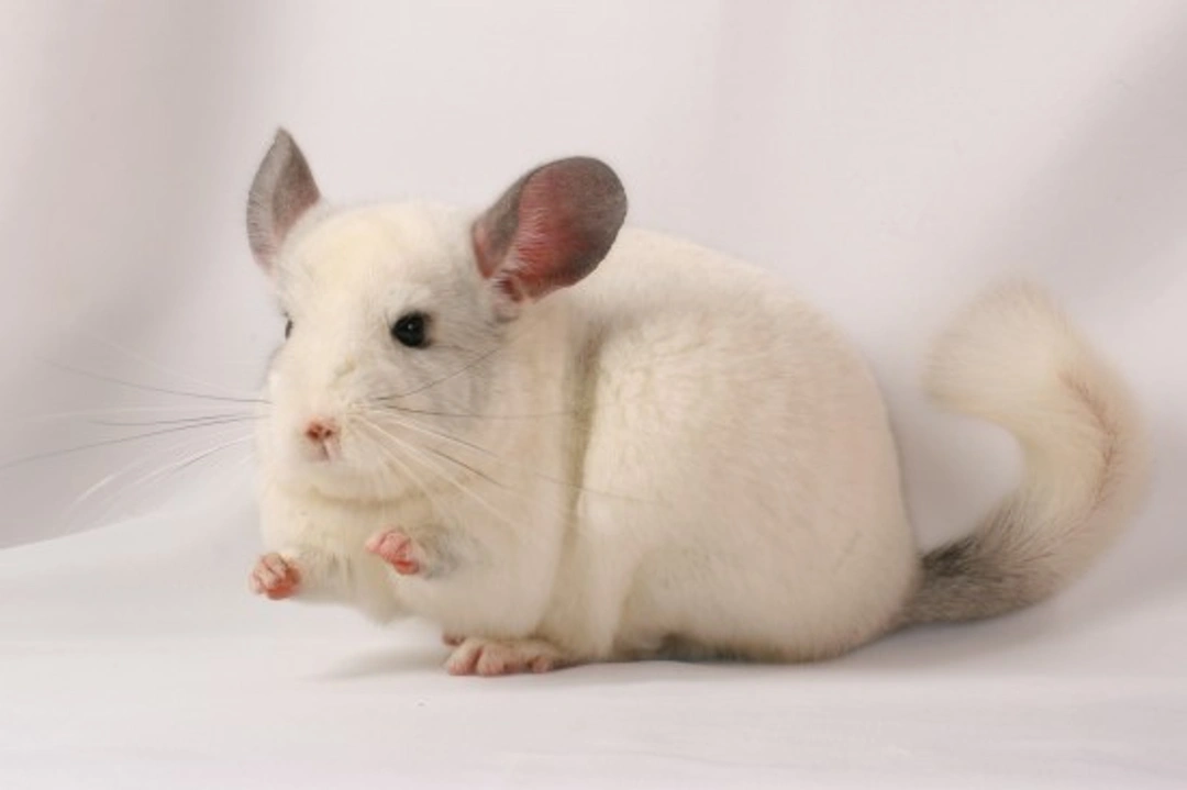 10 Fascinating Facts About Chinchillas You Should Know