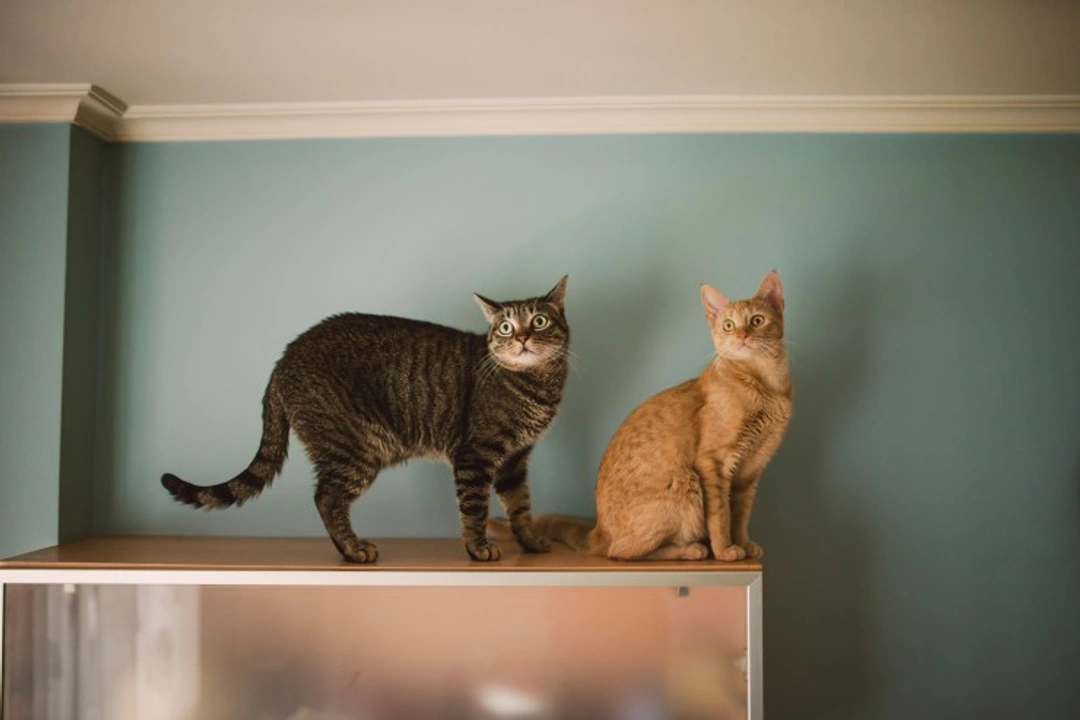 Why Do Cats Like to Be Up High? Discover 6 Key Reasons