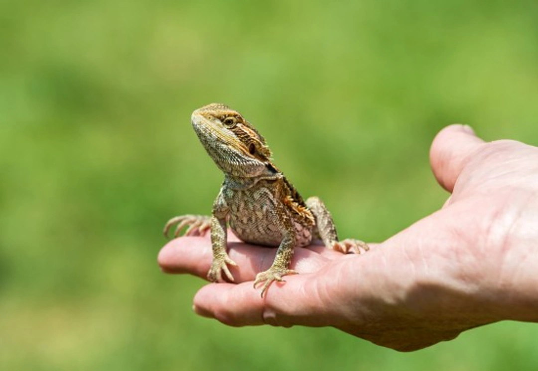 How to pick up and handle your pet lizard safely