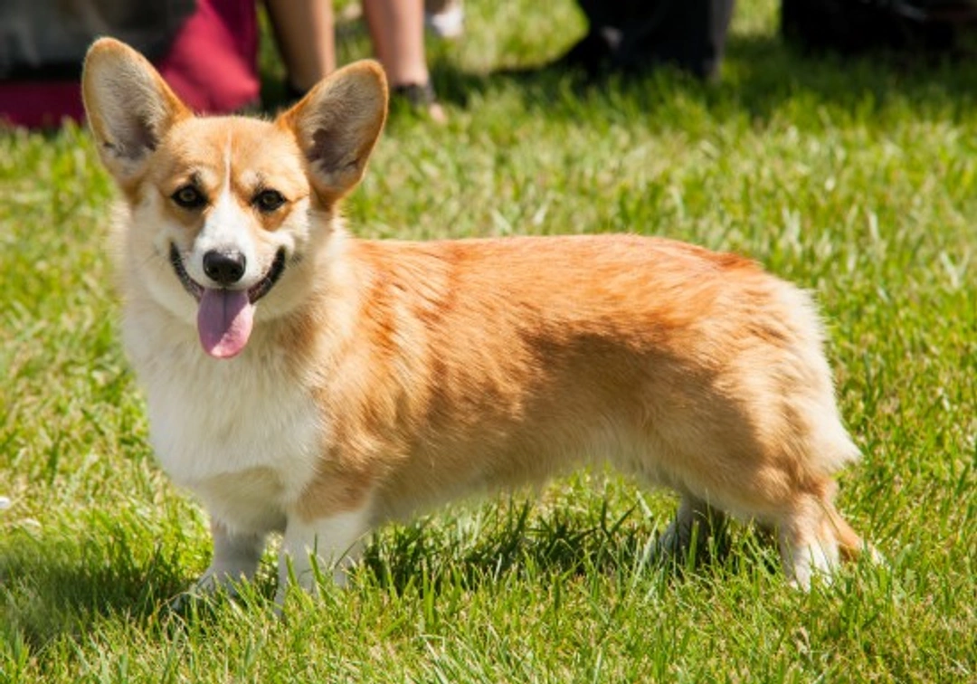 Corgi Personality Traits: What to Expect from Your Corgi Dog