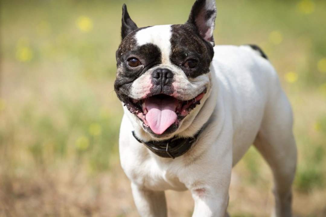 Laryngitis in dogs: causes, symptoms & treatment guide