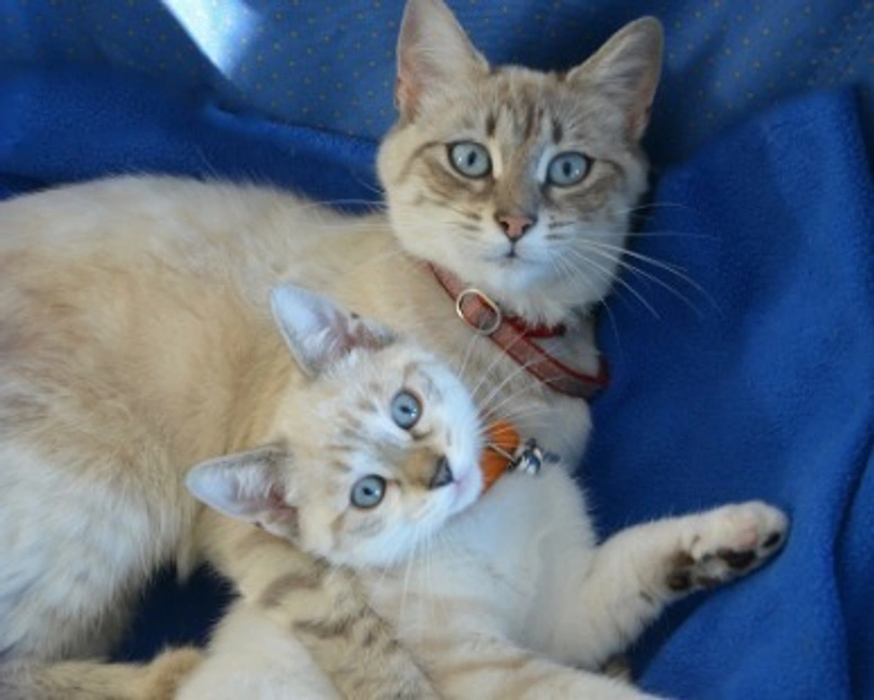 Meglio adottare un gattino o un gatto adulto?