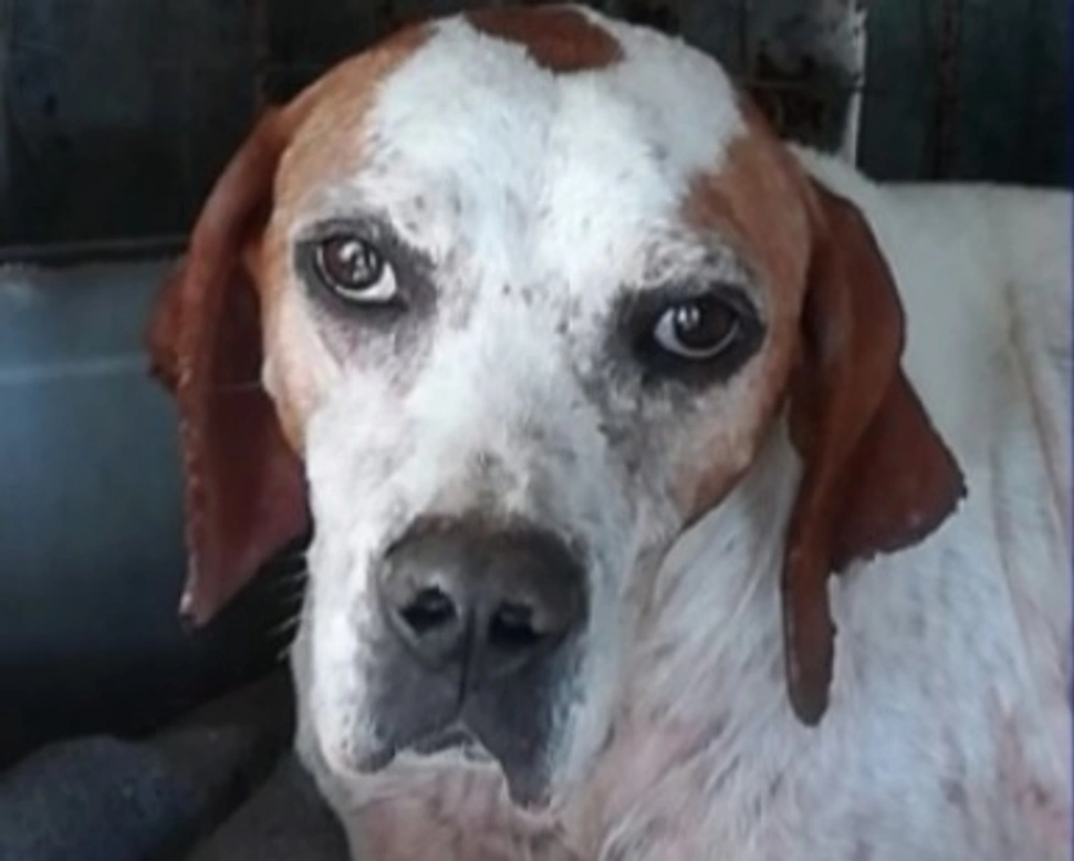 Adozioni cani: la storia di Inter, dolce incrocio Pointer