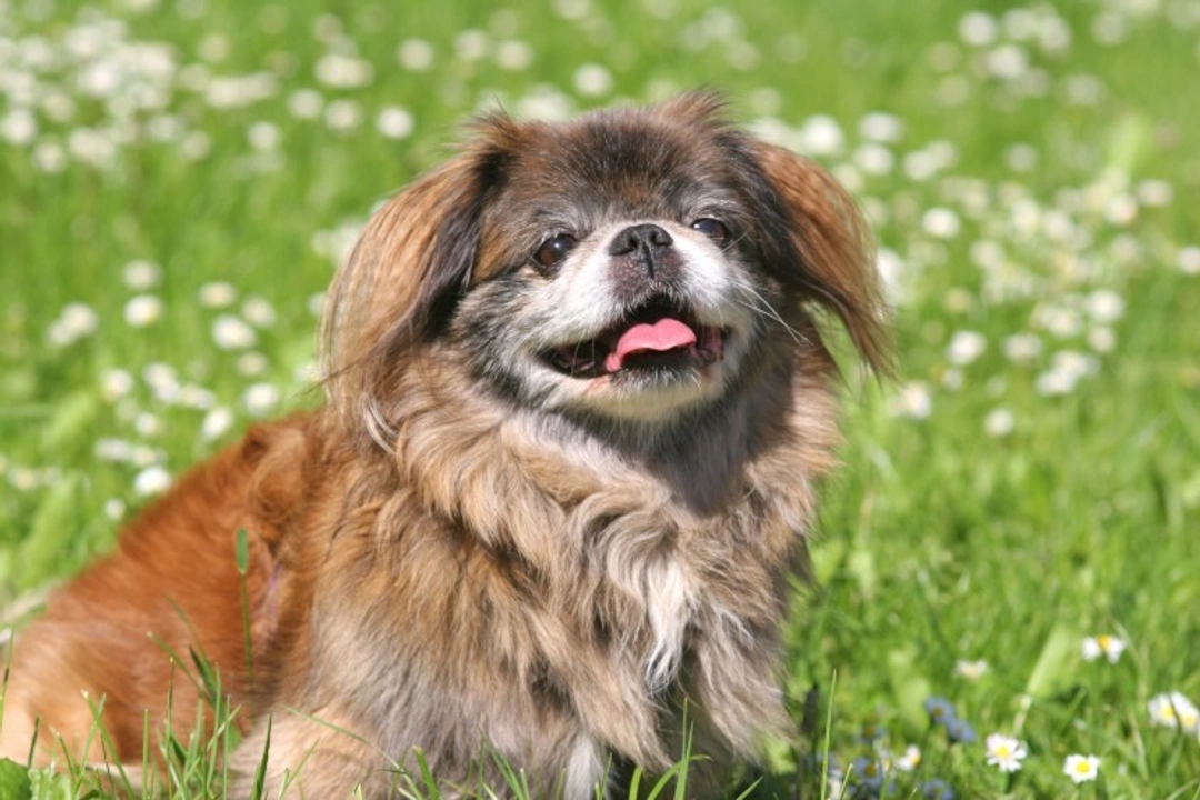 Canine asthma: Six common triggers and management tips