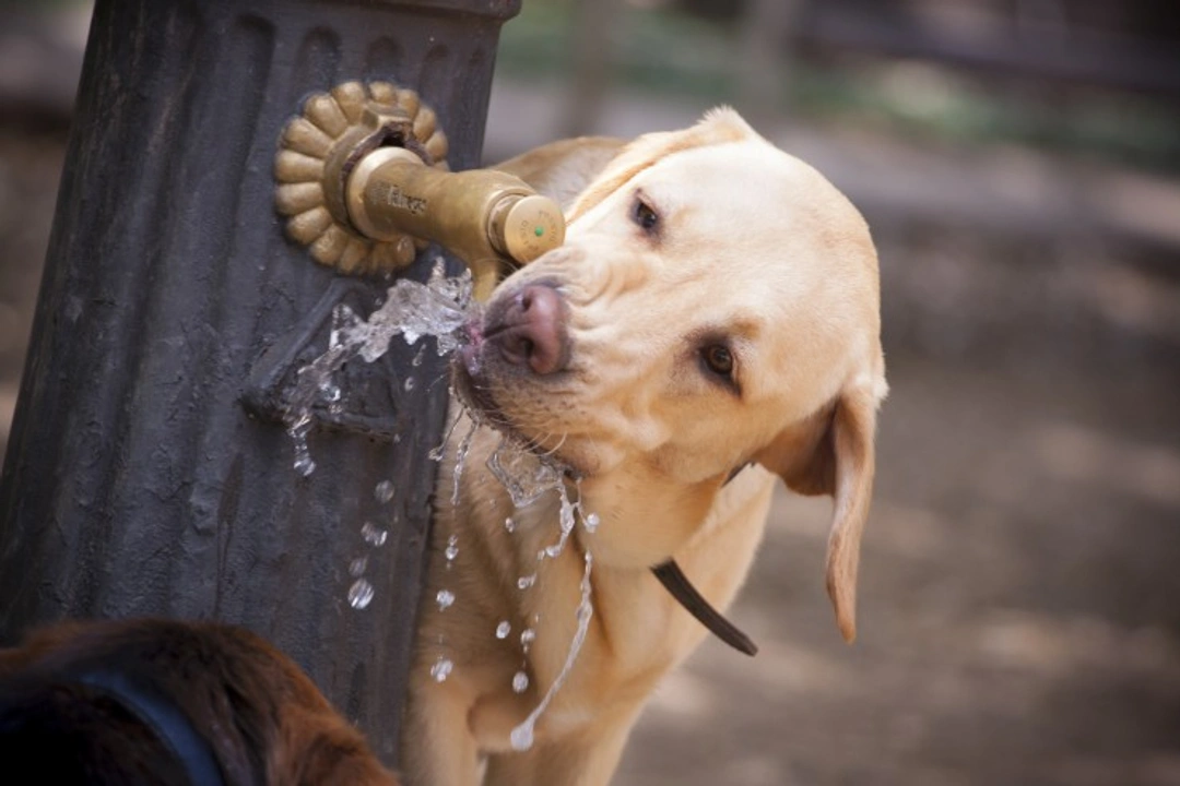 6 Water Sources Your Dog Should Never Drink From