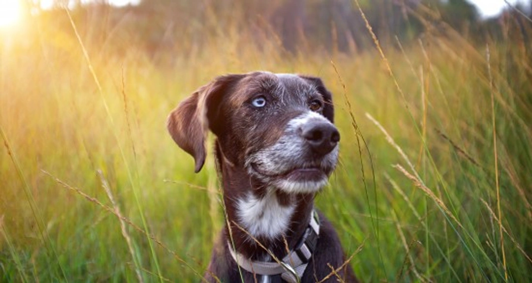 K-Laser Therapy in Pets: Effective Pain Relief & Healing