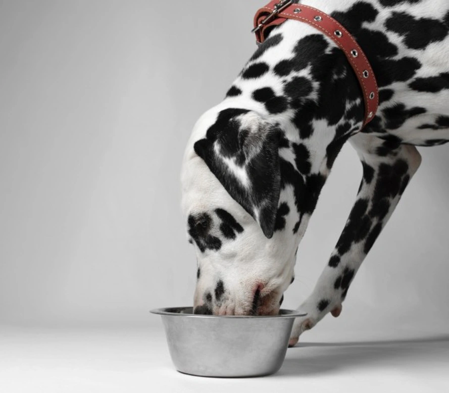 Why Does My Dog Cough When Eating? Causes & Solutions
