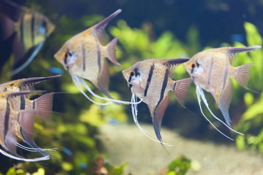 Freshwater Angelfish Care Guide: Pterophyllum Species