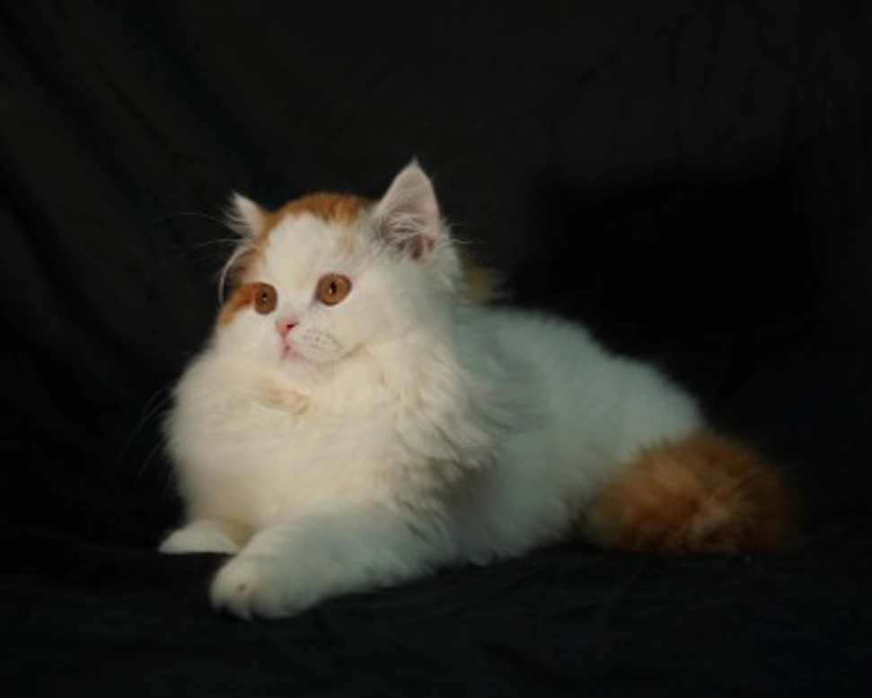 ALIMENTAZIONE DELLO SCOTTISH FOLD/STRAIGHT