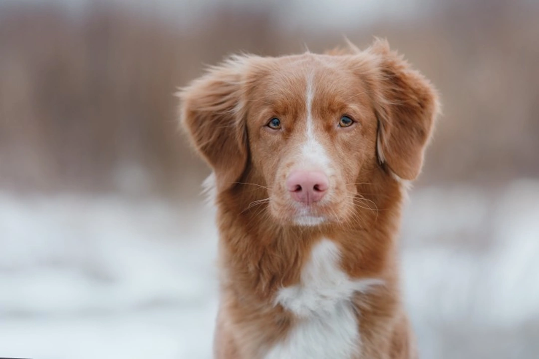 How to Safely and Accurately Take Your Dog's Temperature