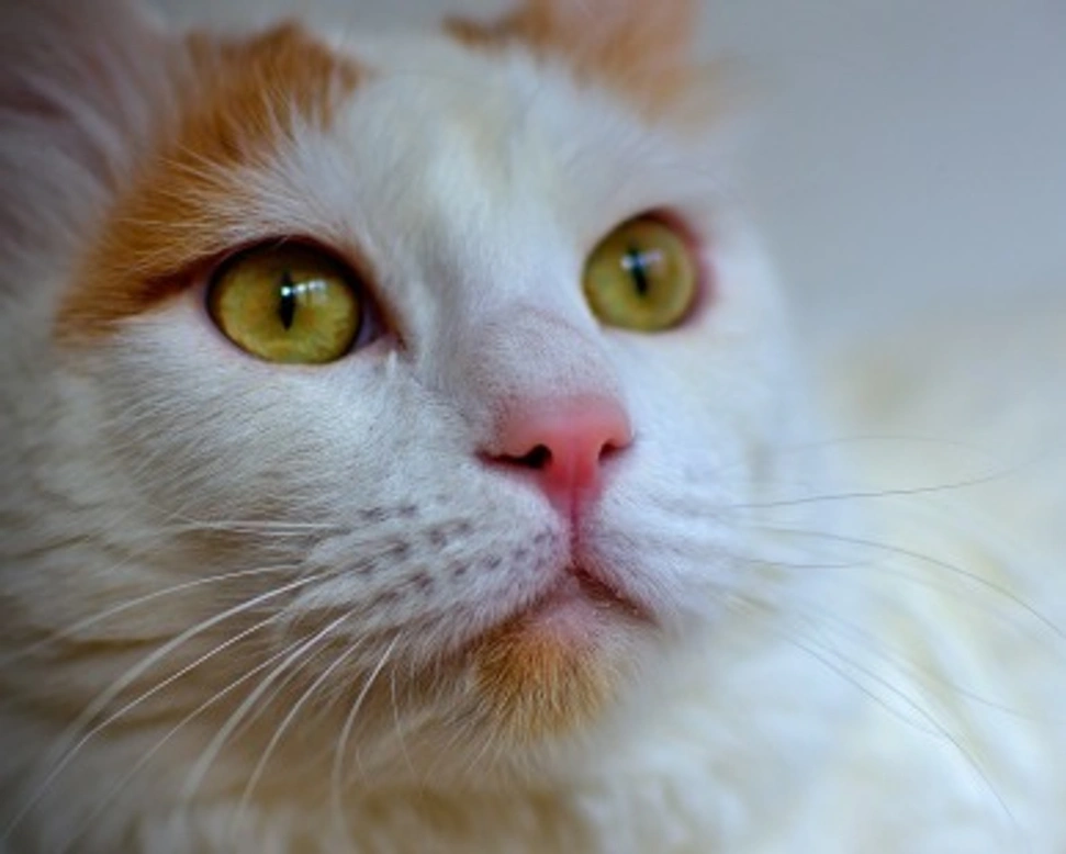 Gatto Turco Van, il gatto che si lancia in acqua