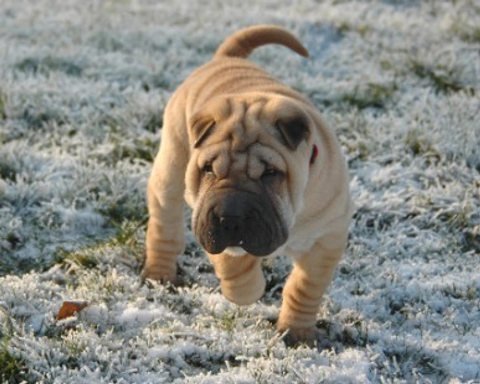 I costi e i guadagni per avviare un allevamento