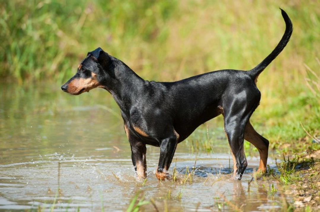 Blue-green algae risks for dogs: symptoms & safety tips