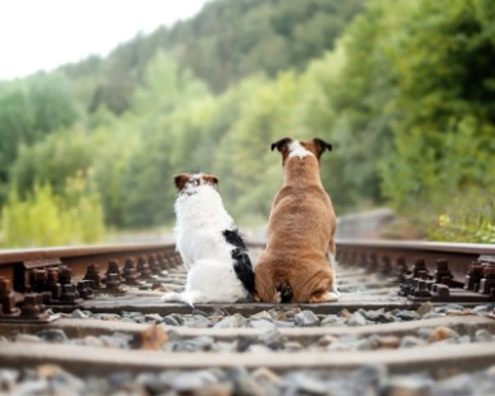 Associazioni animali: Fondazione Squadra 4 Zampe