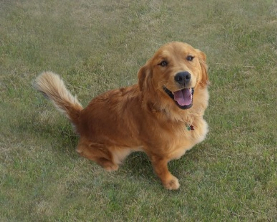 Golden retriever Nero o Americano? Prezzi da cucciolo e dove trovarlo