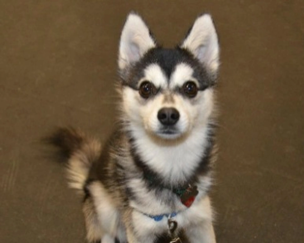 Husky nano esiste? Informazioni e foto di questa razza