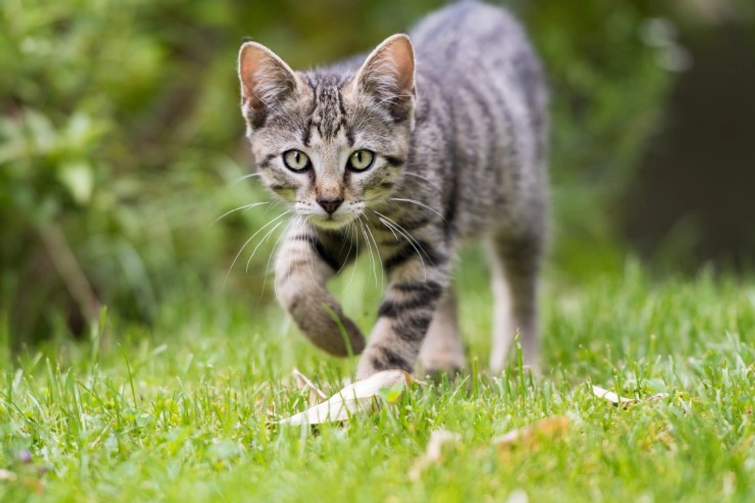 Safe Steps to Transition an Indoor Cat to Outdoors