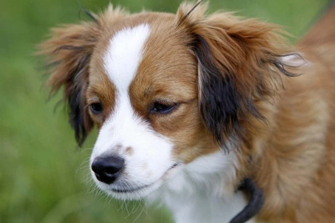 Kooikerhondje Hereditary Health & Testing Guide
