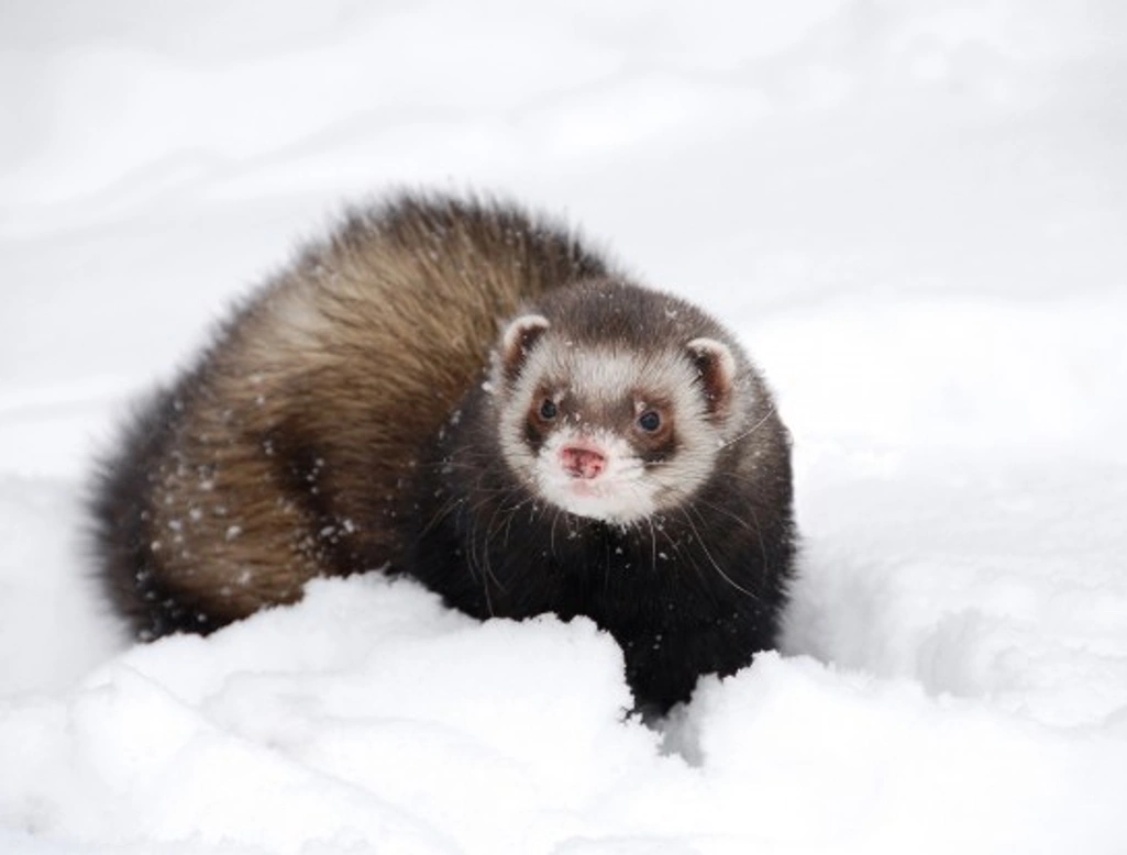 How To Keep Ferrets Safe and Warm in Winter