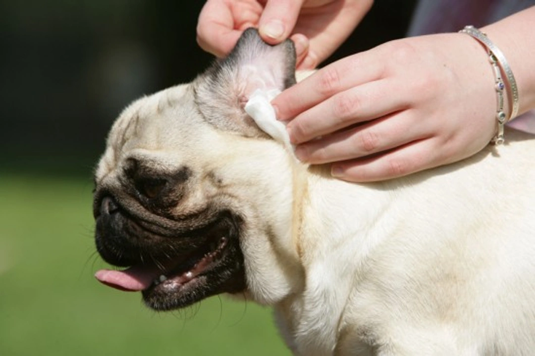 Essential Dog Ear Cleaning Guide for Healthy Pets