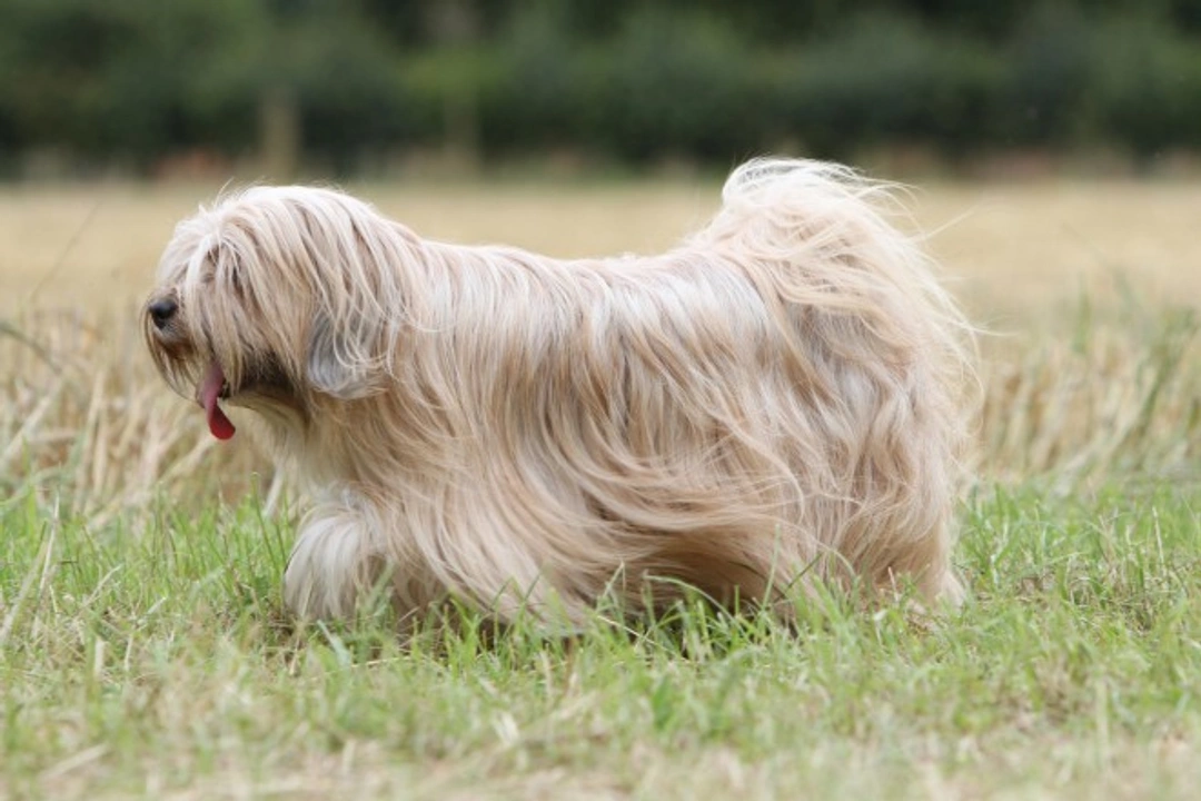 Tibetan terrier hereditary health and lifespan guide
