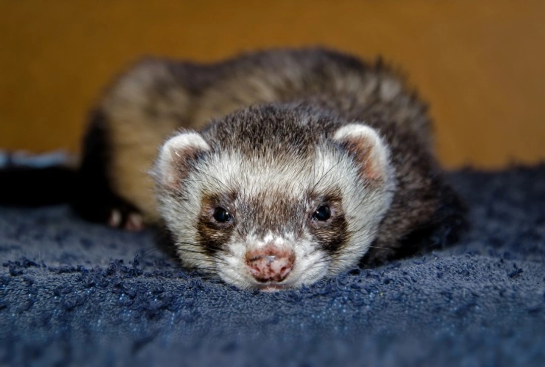 7 Essential Facts Prospective Ferret Owners Must Know