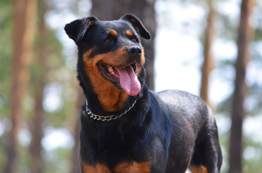 Dog Liability Insurance Tips: Avoid Common Pitfalls & Loopholes