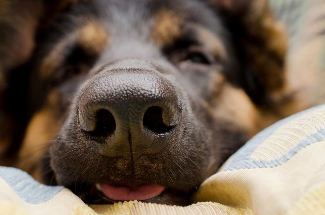 Why Dogs Have Wet Noses: Understanding Nose Moisture