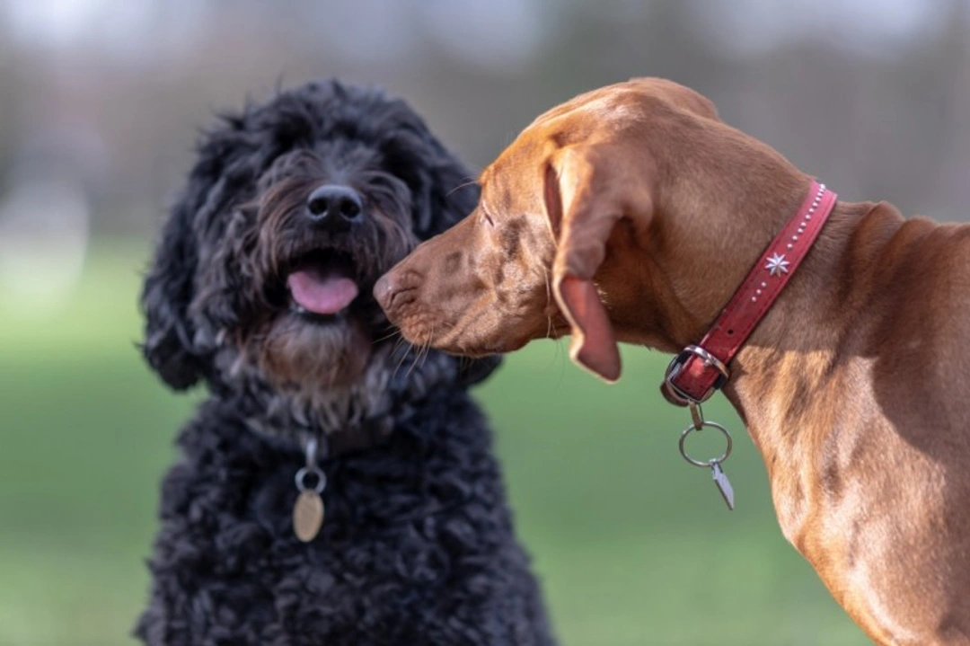 6 Steps to Manage Dog Butt Sniffing Safely in the UK 2025