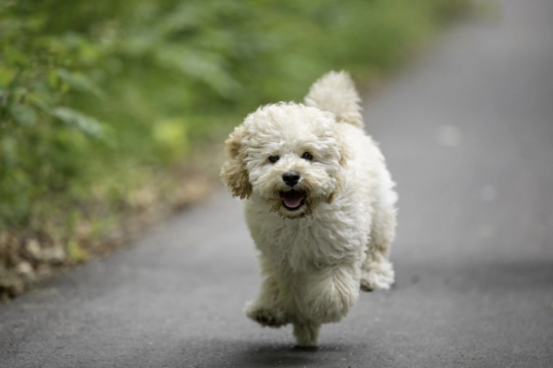 Why Maltipoo Puppies Are So Expensive in the USA