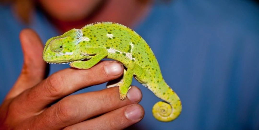 Common Skin Disorders in Reptiles: Causes, Treatment & Prevention