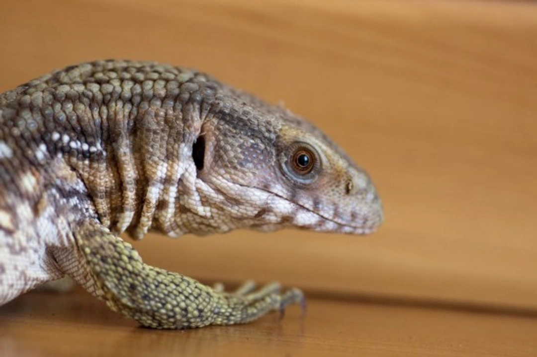 Monitor Lizard as Pets: Legal Ownership & Care Guide UK