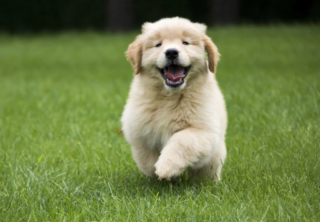 Does the UK Have Europe’s Most Pampered Pets?