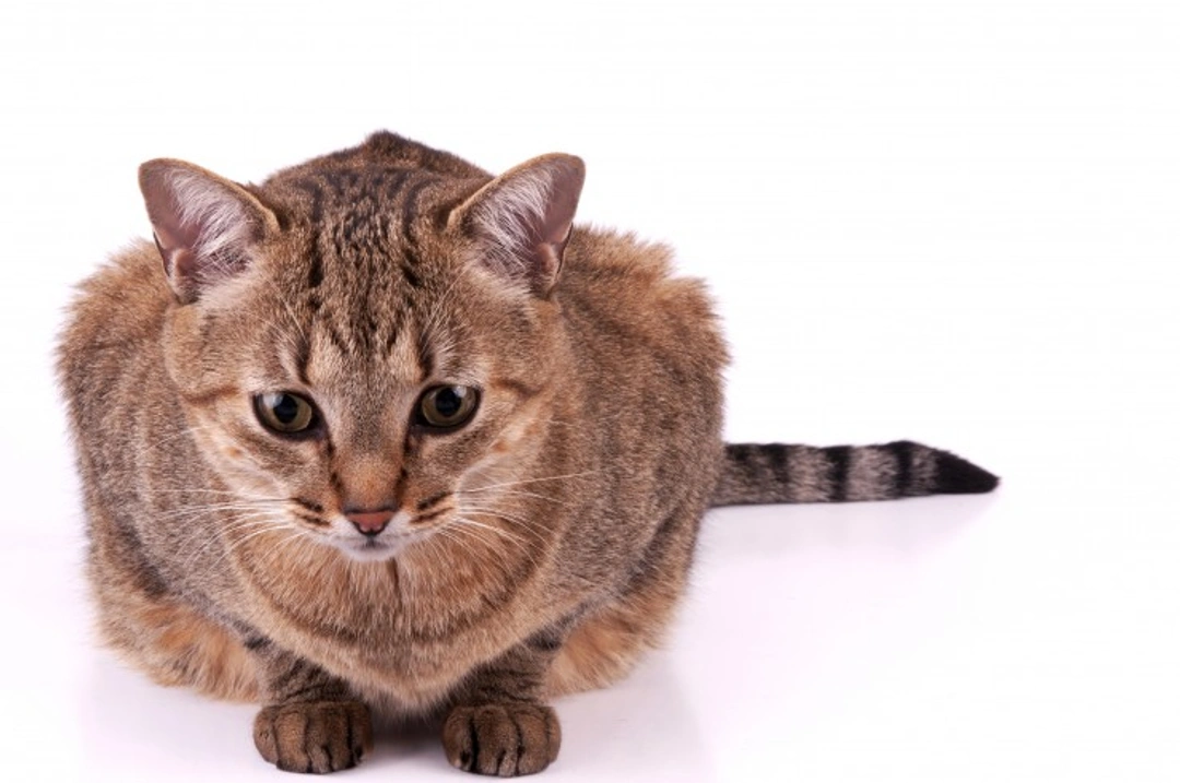 Brazilian Shorthair Cat: Care, Temperament & History Guide
