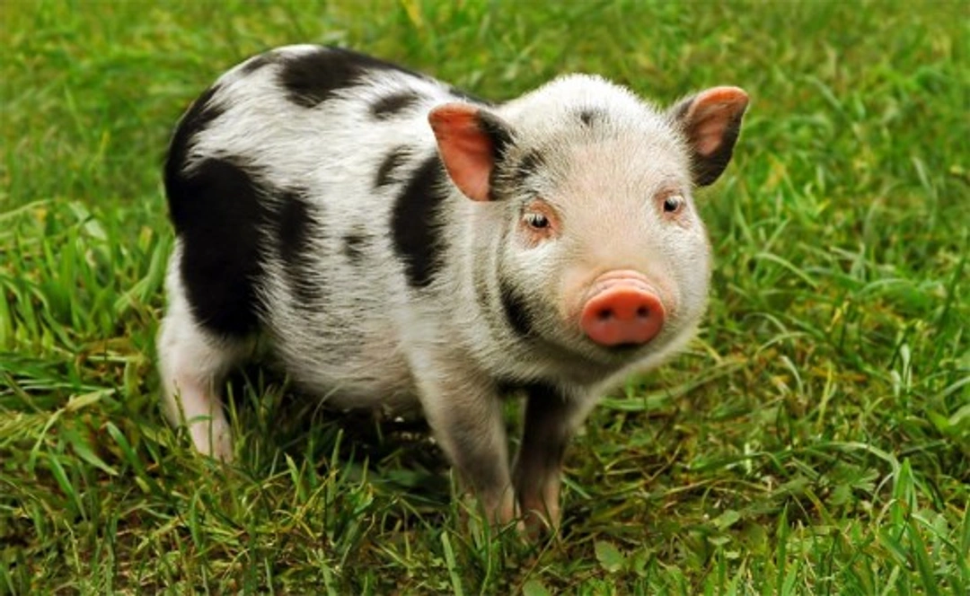 Do Pigs Make Good Pets? Comprehensive Guide for 2025