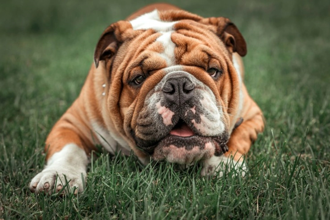 Skin Fold Dermatitis in English Bulldogs: Causes & Care