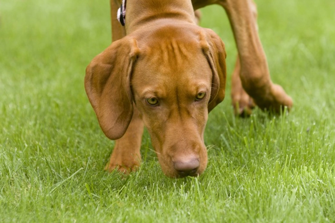 5 Amazing Things Dogs Can Smell That We Humans Can’t Detect