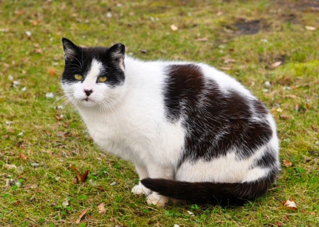 How to Feed a Cat to Encourage Healthy Weight Loss