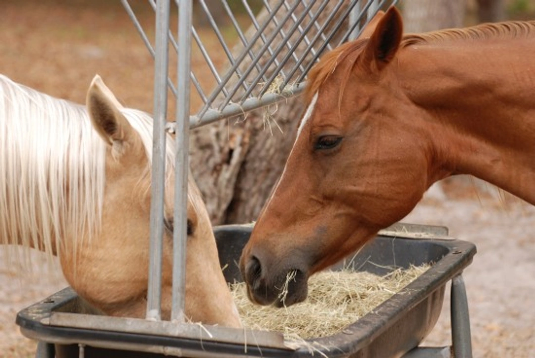 How to Recognise and Treat Choke in Horses Safely