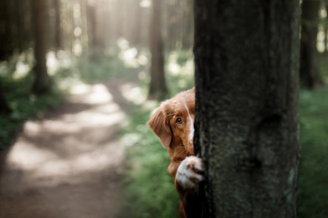 Why Is My Dog Hiding? 5 Causes, Anxiety Signs & UK Tips