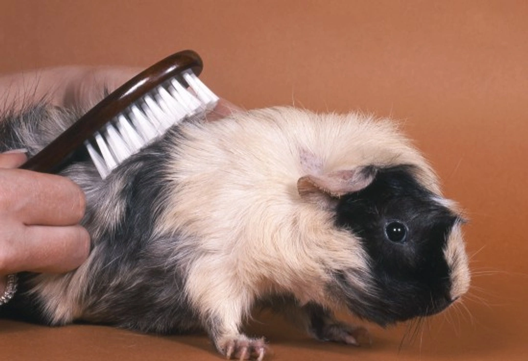 Top Grooming Tips for Guinea Pigs: Care & Bonding Guide