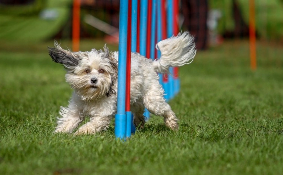 Can blind or partially sighted dogs participate in canine sports?
