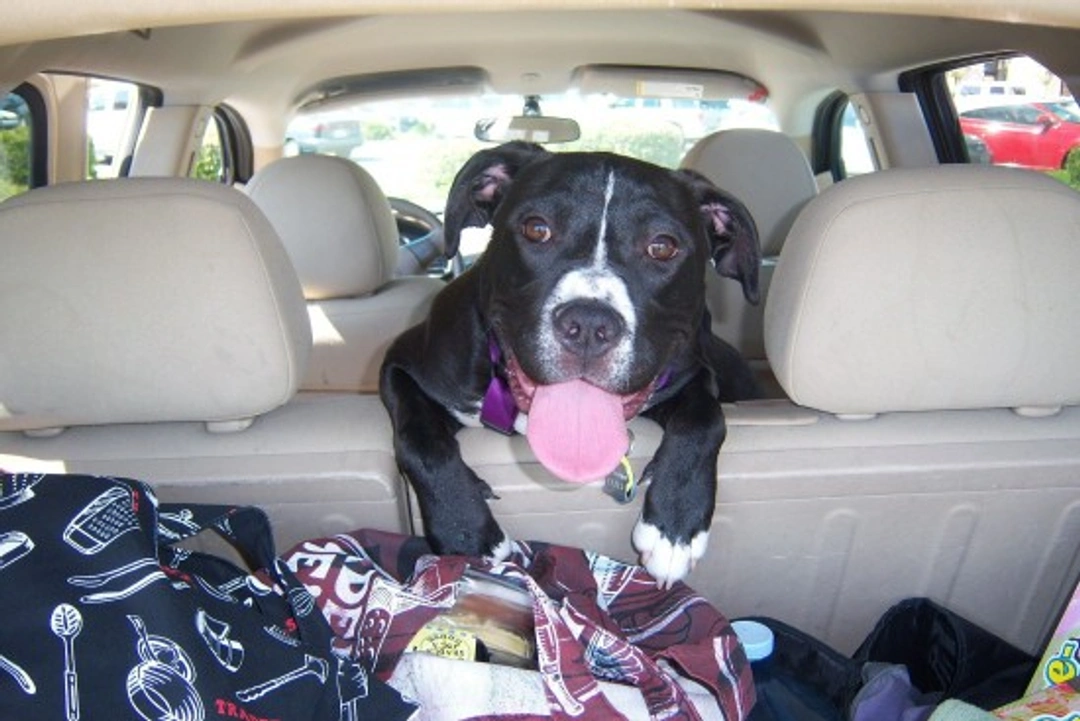 Mi perro se marea en el coche. ¿Qué hago?