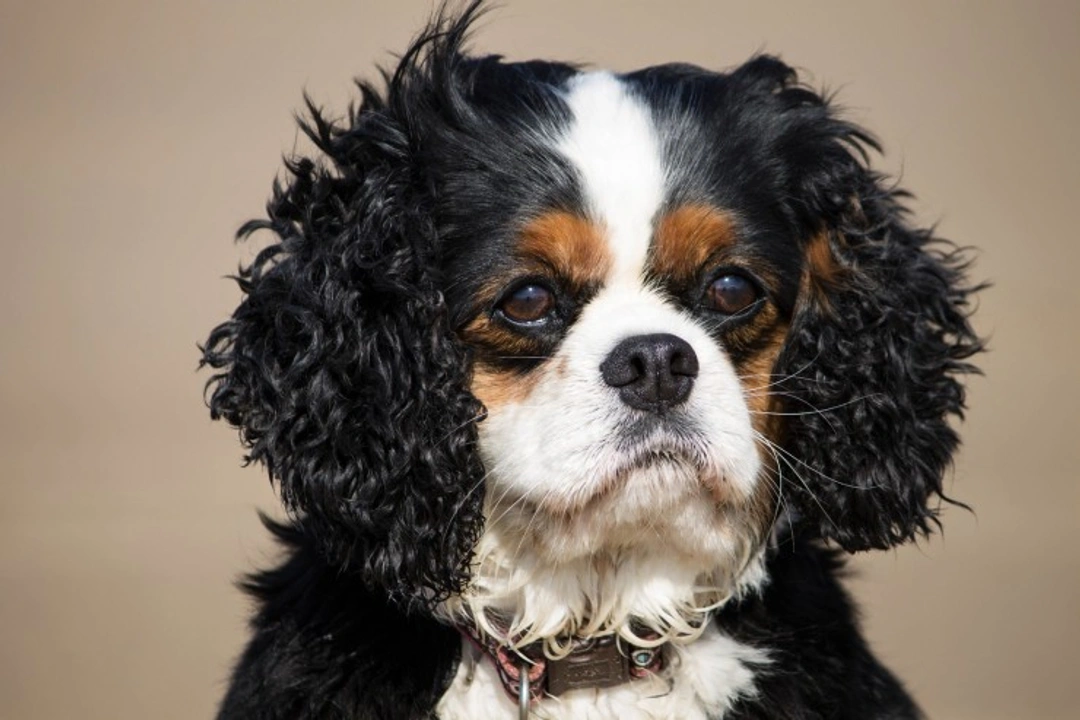 How PSOM (Glue Ear) Affects Cavalier King Charles Spaniels