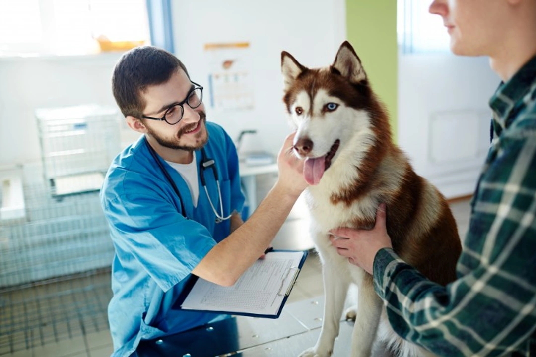 Health Issues in Dogs Requiring Immediate Vet Care