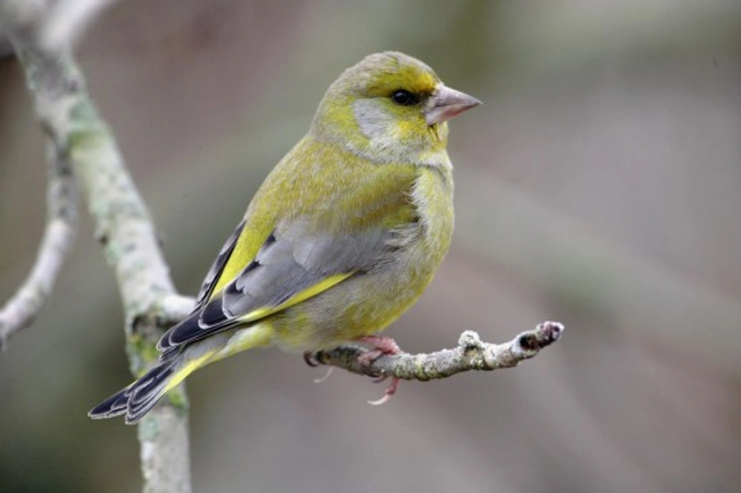 Complete Guide to Keeping Greenfinches: Care, Feeding & Breeding