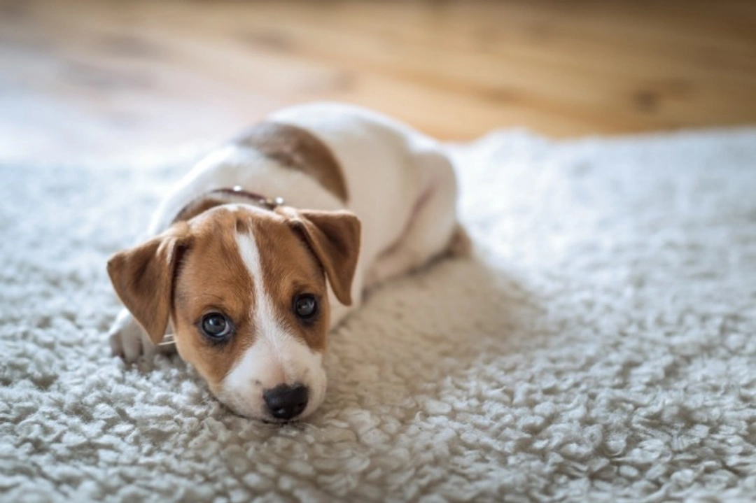 7 Common Mistakes to Avoid When House Training Puppies